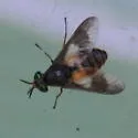 Chrysops frigidus - photo 3