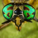 Chrysops frigidus - photo 5
