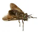 Chrysops fuliginosus