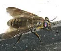 Chrysops fuliginosus - photo 2
