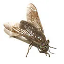 Chrysops fuliginosus - photo 3