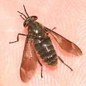Chrysops fuliginosus - photo 4