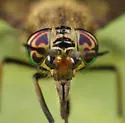 Chrysops fuliginosus - photo 5