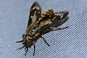 Chrysops fulvaster - Chrysops fulvaster