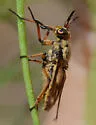 Chrysops fulvaster - photo 2