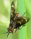 Chrysops fulvaster - photo 3