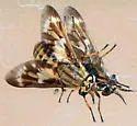 Chrysops fulvaster - photo 4