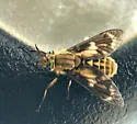 Chrysops fulvaster - photo 5