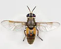 Chrysops fulvistigma - photo 2