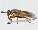 Chrysops fulvistigma - photo 3