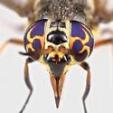 Chrysops fulvistigma - photo 4