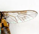 Chrysops fulvistigma - photo 5