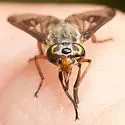 Chrysops furcatus - Chrysops furcatus
