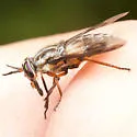 Chrysops furcatus - photo 2