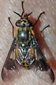 Chrysops furcatus - photo 4