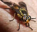 Chrysops furcatus - photo 5