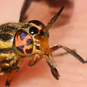 Chrysops geminatus