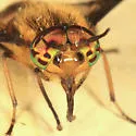 Chrysops geminatus - photo 2