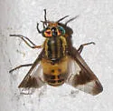 Chrysops geminatus - photo 4