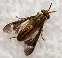 Chrysops hinei