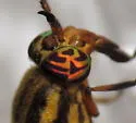 Chrysops hinei - photo 2