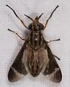 Chrysops hinei - photo 3
