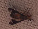 Chrysops hinei - photo 4