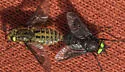 Chrysops hirsuticallus