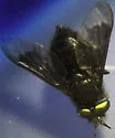 Chrysops hirsuticallus - photo 2