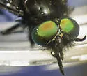 Chrysops hirsuticallus - photo 3