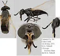 Chrysops hyalinus