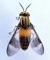 Chrysops impunctus - Chrysops impunctus