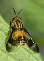 Chrysops impunctus - photo 2