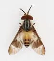 Chrysops impunctus - photo 3