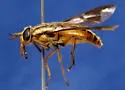 Chrysops indus - photo 2