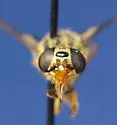 Chrysops indus - photo 3