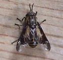 Chrysops indus - photo 4
