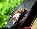 Chrysops indus - photo 5