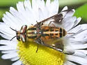 Chrysops lateralis