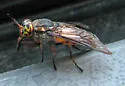 Chrysops lateralis - photo 2