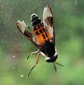 Chrysops lateralis - photo 3
