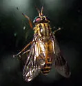 Chrysops lateralis - photo 4