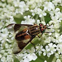 Chrysops lateralis - photo 5