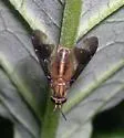 Chrysops macquarti - photo 2