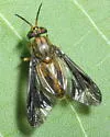 Chrysops macquarti - photo 3