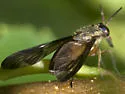 Chrysops macquarti - photo 4