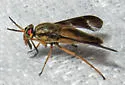 Chrysops macquarti - photo 5