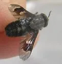 Chrysops mitis - photo 2