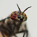Chrysops mitis - photo 3