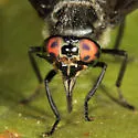 Chrysops mitis - photo 4